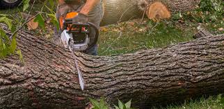 Best Tree Removal  in Muldrow, OK