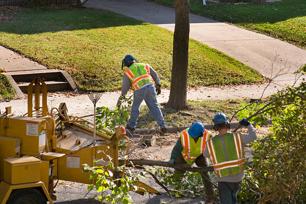 Best Root Management and Removal  in Muldrow, OK